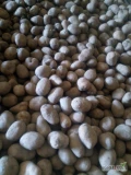 Sprzedam 900 kg ziemniaków, odmiana Tajfun, rozmiar 3,5-5