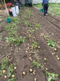 I am selling new potatoes, Riviera variety, the harvest is in Romania 075206400 for more details you can contact me, I mention that I am a...